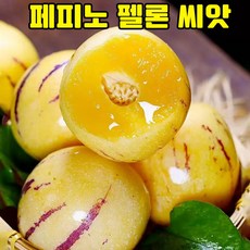 [총알배송] 300/600/800 페피노 멜론 씨앗 모종 크림향 인생과 노란과육 종자 메론 씨앗 사은품 랜덤 증정, 100개