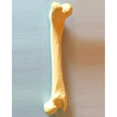 개 대퇴골 수술실습 뼈모델 동물 송곳니 반려동물 해부학 뼈모형