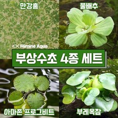 둥둥 수조 위 뜨는 부상 수초 키우기 4종 세트 (SET4), 1세트