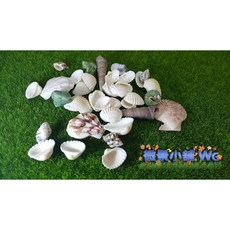 微景小舖 地中海貝殼海螺 水族箱魚缸裝飾 拍攝道具 精美扇貝 魚缸鋪底擺飾, 1個, 一包