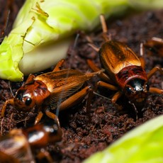 생물 귀뚜라미 파충류먹이 양서류먹이, 1개, 200마리