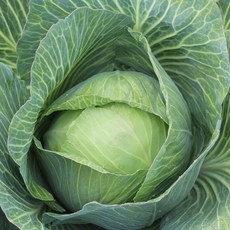 국내산 양배추 1개 위스트롱, 1kg