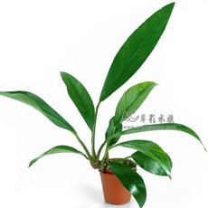 AC草影 劍榕 陰性水草 兩棲造景 中景草 魚缸造景 耐熱 不需CO2, 1個