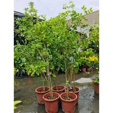 霏霏園藝綠檀盆栽:優質木材 觀花賞木 增添居家綠意, 1個