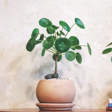 필레아페페 식물 필리아 페페로미아 집들이 선물, 필레아 페페 소형, 둥근토분 (베이지, 받침포함), 1개