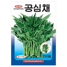 세인화분 공심채 200립 - 모닝글로리 캉쿵 씨 씨앗 채소 야채, 1개 1개
