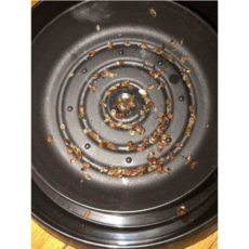 에코벅스 빈대트랩 베드버그 빈대퇴치 bedbug trap, 블랙, 2박스, 8개입