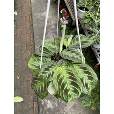 綠豹竹芋吊盆特價，新品種室內綠植盆栽，美化空間、淨化空氣，輕鬆享受綠意生活, 1個