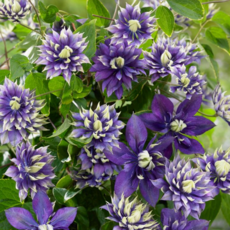 [로즈홀릭] 클레마티스 (타이가) 희귀 겹꽃 넝쿨식물 정원 클레마티스 묘목, 1개, 타이가(진보라)