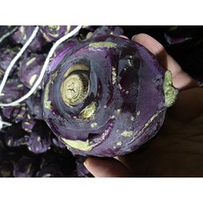 [제주직송] 고당도 100% 제주 콜라비 로얄과 특품, 5kg, 1박스