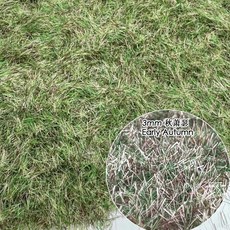 잔디 분말 모델 나일론 가짜 벨벳 초원 만들기 재료 풍경 기차 철도 레이아웃, 1개, 10. 3mm early autumn