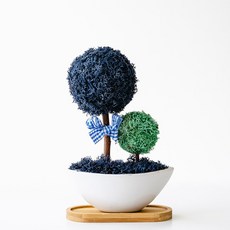 스칸디아모스 달빛모스 화분, 1개, 08_클래식블루