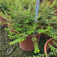 葉下珠 6吋盆 觀葉植物, 1個