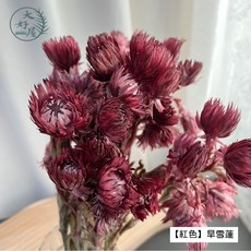 大好屋 旱雪蓮 乾燥花材, 旱雪蓮【紅色】大束