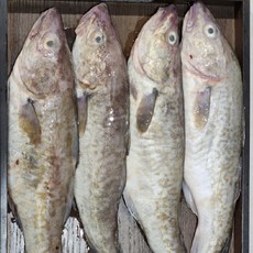 국내산 급냉 대구, 1개, 1.5kg