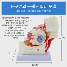 실험실 해부학 안구 소품 모델 4.C 이동식 교육(1) 인간, 궤도 확대 모델 vs. 궤도 확대 모델