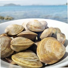 VDG 수입산 백상합 중 1KG 수산물, 1개