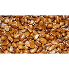 胖頭龍批發工廠 自然派宣言 帶殼鮮活大松子 鸚鵡 倉鼠 蜜袋鼯 零食, 1個, 示意圖