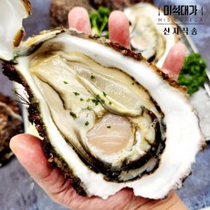 거제 통영 자연산 바위굴 벚굴 제철 대왕굴 석화, 1개, 5kg