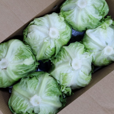 국산 양상추 최상품 벌크 12통 1박스 가락시장 직송, 12개, 800g