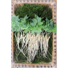 청정 새싹삼(미니)-100뿌리 [원산지:국산(충청북도 음성군)], 200g, 1개