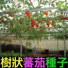 【我會發芽】番茄樹種子 樹狀蕃茄 紅色櫻桃番茄樹 多年生 無限生長 產量高 易栽好活 陽台盆栽 (約6粒/包)100元, 1個, 番茄樹種子(約6粒)