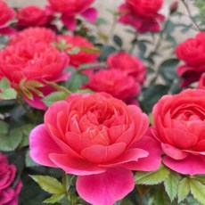絕色果汁陽台 豐花灌木玫瑰花, 1個, 3-4吋盆