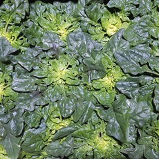 신안 비금도 섬초 겨울 노지 시금치, 섬초 1kg, 1개