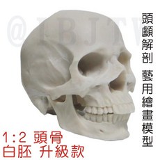 可開發票 1:2 頭骨 白胚 升級款 藝用解剖模型, 1:2頭顱模型ARKE, 1個