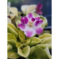 미니바이올렛 딜리셔스 8센티 화분, 1개