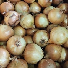 햇 양파 10kg 중사이즈 장아찌 사이즈 최상품, 10kg (소사이즈), 1개