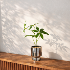 하이오브제 생화같은 파키라 나무 조화 화분, 1개, 너트팟 실버 파키라