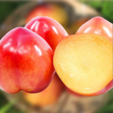 아빠가고른 와촌자두 프리미엄 고당도 자두, 1개, 중대과 2kg