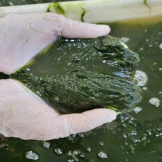 초특가 일등농수산 산지직송 국내산 정품 찰 매생이, 1개, 200g