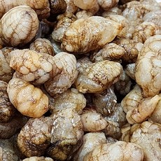 국내산 생물 오만둥이 산지직송, 3개, 오만둥이 1kg
