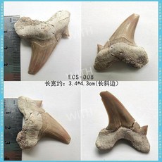 메갈로돈 귀 이빨 상어 실제 화석 원석 광석 표본 모로코 해양 고생물학 장식 선물, ECS-008