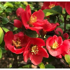 광일농원 명자나무 2그루 묘목 화분 화초키우기 꽃나무 정원수, 2개