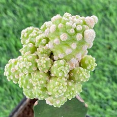 火龍果嫁接株綜合款仙人掌，多品種組合盆栽，新手適用綠植，易於照料點綴居家空間, 1個, 雪球-09