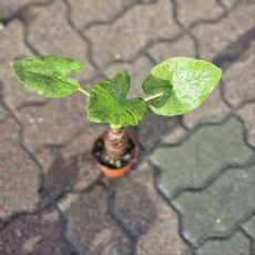 알로카시아( 농장직영) 파격적인가격 인기식물, 1개, 기본
