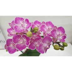 [신라난농원]호접란. 미니로제.쌍대(고급스러운 보라빛핑크색).예쁜 꽃색상.고급종.화려한 꽃.인기상품.필독뒷사진참고, 1개