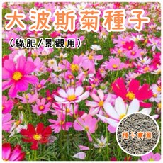 大波斯菊種子 綠肥景觀用 花色豐富易於種植 全年可播種, 1個