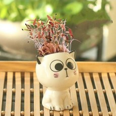 귀여운화분 고양이 돼지 잔디키우기 새싹 원예 반려 학습 diy 잔디머리 체험 식물 장식, 놀라서입을삐죽내민새끼고양이(쟁반을보냄)콜레우스, 1개