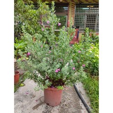 霏霏園藝 玉芙蓉盆栽 四季開花 8吋盆 居家觀賞植物, 1個