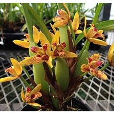 [루반정원] Maxil. 옐로우캡, 1개