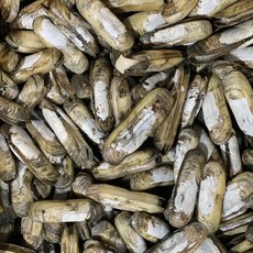 [산소포장]남해 쫄깃달달 살아있는 가리 맛조개, 1개, 500g(15-20미)