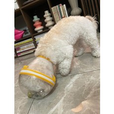 반려동물 우주 머리 보호대 이빨 방지 긴형 깊은형, S, 옐로우, 1개