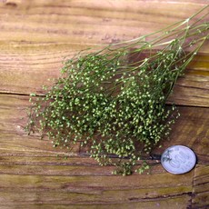 로맨틱노벰버 프리저브드 미니안개, 미니안개 모스그린