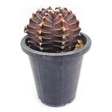 미미네아쿠아 반려식물 다육식물 선인장 - 흑모란 1포트