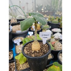 팅커벨 운카리나, 1개