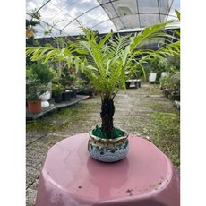 霏霏園藝 美人蕨盆栽, 1個